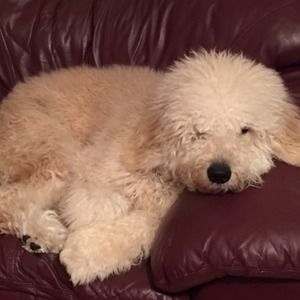 Meet your Posher, Joan